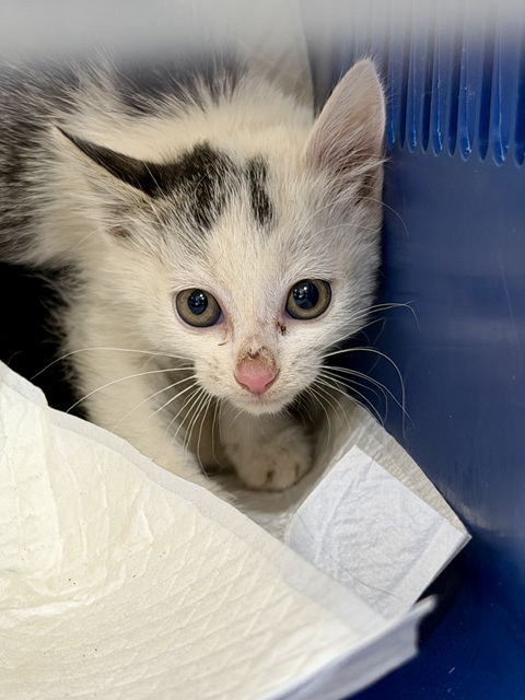 보호중 한국 고양이…